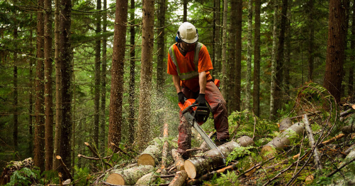 Спецодежда для работников лесопильных предприятий